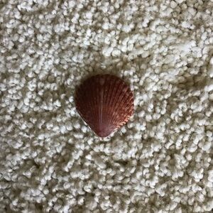 Natural Brown Seashell